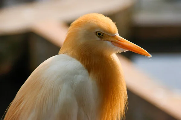 The close portrait of the bird cattle egret is the most numerous bird of the heron family. Lives in the tropics, subtropics