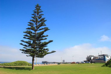 Swakopmund, Namibia - April 18, 2015: Araucaria tree on the coast of the Atlantic Ocean clipart