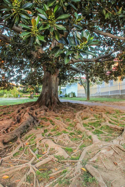 Windhoek Namibia Abril 2015 Gran Árbol Con Enormes Raíces Parque —  Fotos de Stock