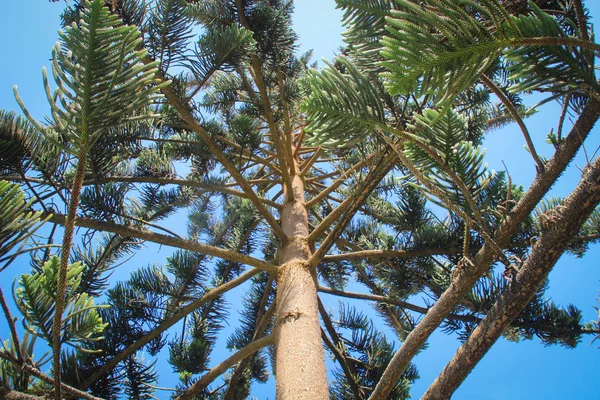 Ветви Ствол Конусообразные Иглы Араукарийского Дерева — стоковое фото