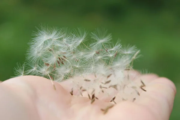 Fluffy dandelion seeds in hand against the background of the field