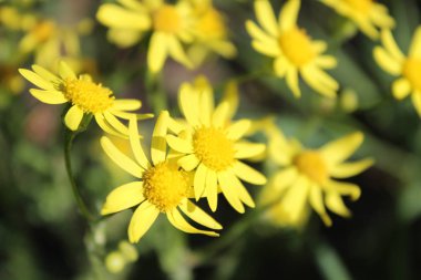 Güzel taze parlak sarı çiçek yaz çayır üzerinde. Doğal çiçek arka plan