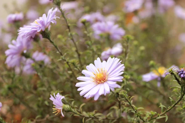 Mooie Verse Lichte Paarse Bloemen Weide Van Zomer Natuurlijke Bloemen — Stockfoto