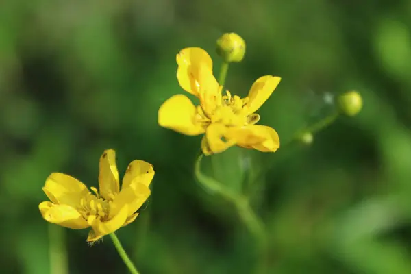 美しい新鮮な明るい黄色の花の夏の牧草地 自然の花の背景 — ストック写真