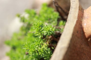 Lezzetli makro seramik bir tencerede. Doğal çiçek arka plan