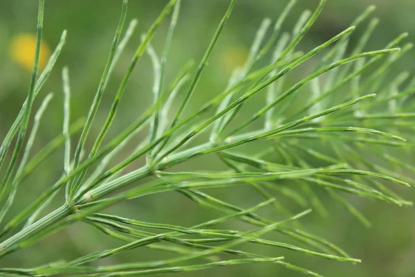 Skrzyp Ścisłej Powiększeniu Bagażnika Małe Wąskie Zielone Igły Naturalne Ekologiczne — Zdjęcie stockowe