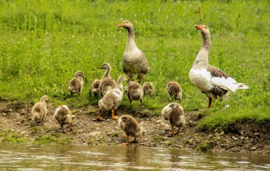 Kazlar küçük kuşlar ile bir ailenin nehir kıyısında bekliyoruz
