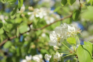 Güzel ihale beyaz çiçekler erken baharda çiçek açan kiraz