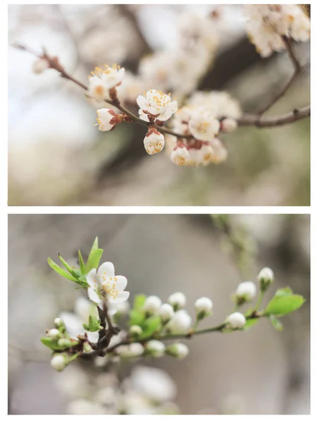 Colagem Fotos Filme Folhas Primavera Concurso Flores Brancas Cereja — Fotografia de Stock