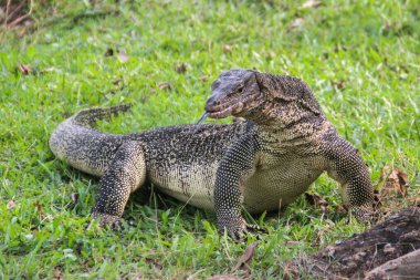 Bir büyük ölçekli monitör kertenkele Tayland bir parkta çimlere avlıyor. Asya'nın vahşi hayvanlar