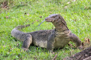 A large scaled monitor lizard in a park in Thailand is hunting on the grass. Wild Animals of Asia clipart