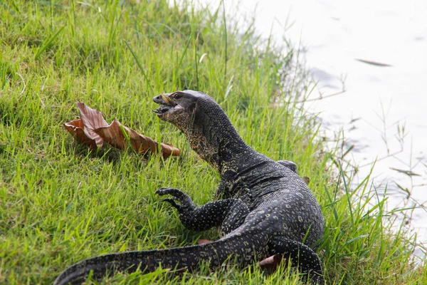 Gran Lagarto Monitor Escala Parque Tailandia Está Cazando Hierba Animales — Foto de Stock