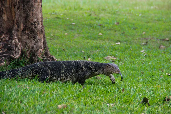 Большая Ящерица Монитор Парке Таиланде Охотится Траву Дикие Животные Азии — стоковое фото