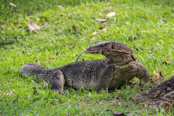 Eine Große Schuppige Waraneidechse Einem Park Thailand Jagt Gras Wildtiere — Stockfoto