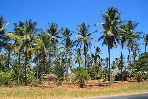 Una Grande Piantagione Palme Cocco Capanne Sulle Rive Dell Oceano — Foto Stock