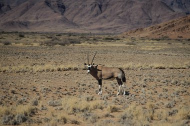 Oryx veya antilop uzun ile boynuzları Namib Çölü, Namibya, Afrika.