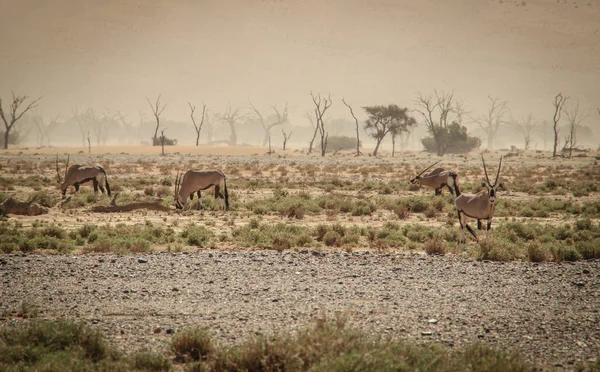 Oryx Nebo Antilopy Dlouhými Rohy Poušti Namib Namibie Afrika — Stock fotografie