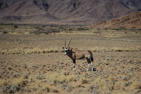 Oryx Antílope Con Cuernos Largos Desierto Namib Namibia África — Foto de Stock