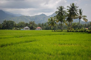 Dağların arka planında hindistan cevizi ağaçları ve köy evleri ile parlak yeşil pirinç alanı. Endonezya, Sumatra Adası
