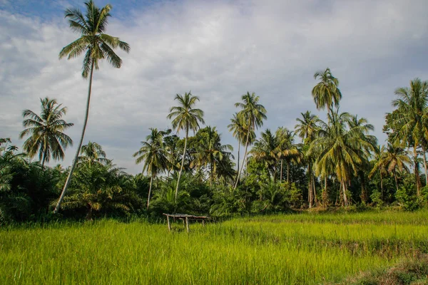 明亮的绿色稻田与椰子树 印度尼西亚 苏门答腊岛 — 图库照片