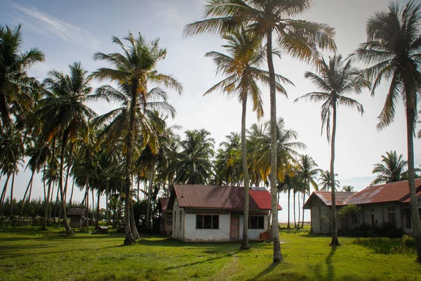 舒适的乡间别墅和许多椰子树靠近海洋 印度尼西亚 苏门答腊岛 — 图库照片