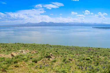 Sevan Gölü Ermenistan ve Kafkasya bölgesindeki en büyük su birikintisidir. Çiçeklerle birlikte su, dağlar ve çayırın mavi genişlikleri. Çayır ile doğal eko arka plan.