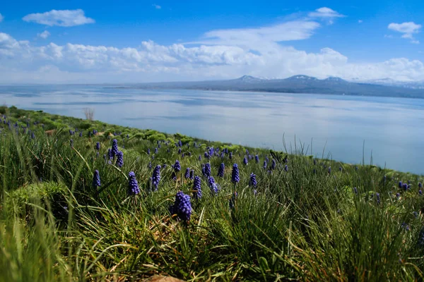 Lake Sevan is the largest body of water in Armenia and in the Caucasus region. Blue expanses of water, mountains and meadow with flowers. Natural eco background with meadow.