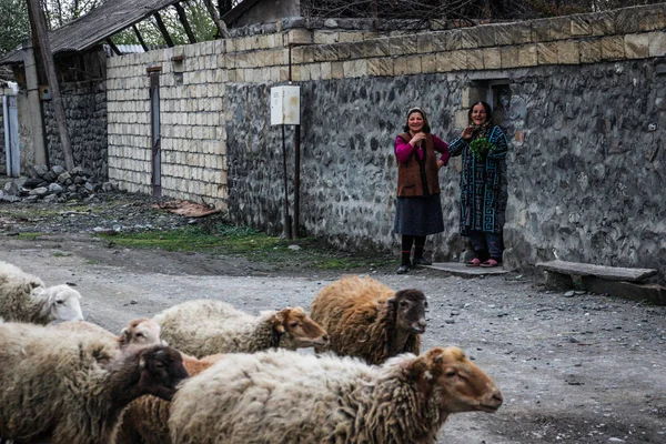 Gazakh, Azerbaycan - 15 Nisan 2017: İki yaşlı kırsal kadın gülüyor. Bir koyun sürüsü kırsal bir yolda yürüyor..