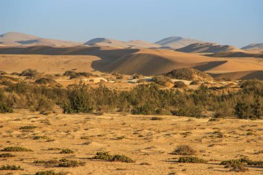 Namibya'daki Namib-Nacluft Milli Parkı'nda, Namib Çölü'nde gün batımında dünyanın en yüksek kum tepeleri. Sossusvlei