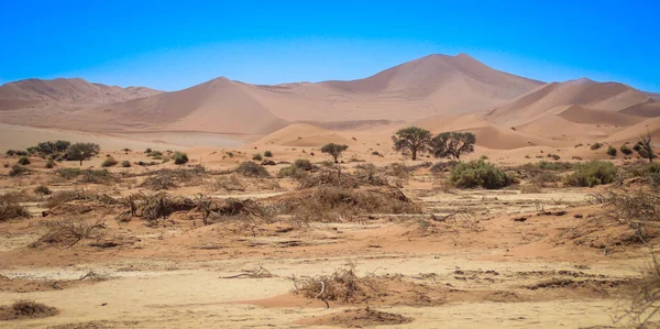 Högsta Sanddynerna Världen Vid Solnedgången Namiböknen Namib Nacluft Nationalpark Namibia — Stockfoto