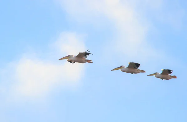 Gökyüzünde uçan bir pelikan sürüsü. Üç kuş arka arkaya uçar..