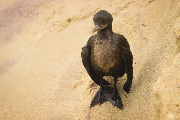 นกแอฟร กาใต Cape Cormorant บนชายฝ งแอตแลนต — ภาพถ่ายสต็อก