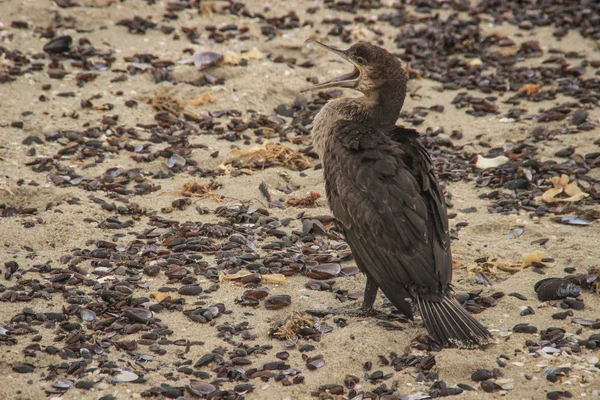 Южноафриканская Птица Мыс Бакморант Атлантическом Побережье — стоковое фото