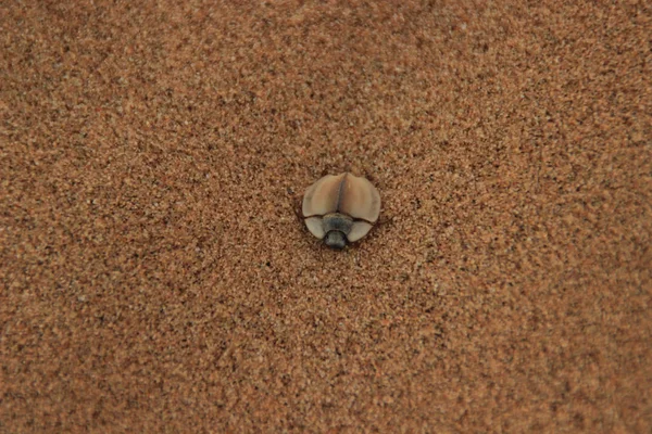 Beetle with a large black flat back digs in the fine sand of the desert.