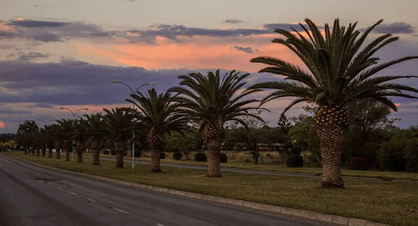 Palmetrær Vokser Langs Veien Ved Solnedgang – stockfoto