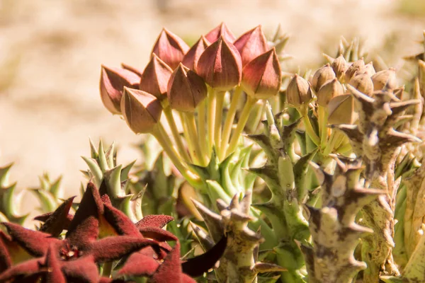 Mooie Verse Lichte Paarse Bloemen Weide Van Zomer Natuurlijke Bloemen — Stockfoto