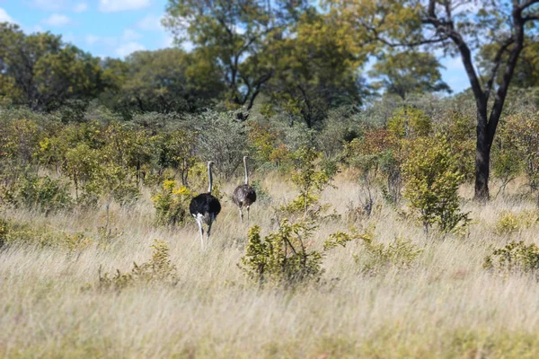 Pštros Africký Savannah Namibii — Stock fotografie