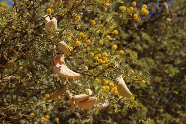 天然生态植物背景 植物吊舱和蓬松的小黄花 — 图库照片