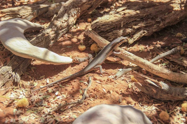 Lagarto Suelo Está Enmascarado Entre Las Plantas — Foto de Stock