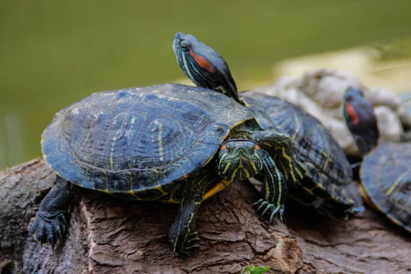 Muchas Tortugas Terrestres Con Manchas Rojas Están Sentadas Una Piedra — Foto de Stock