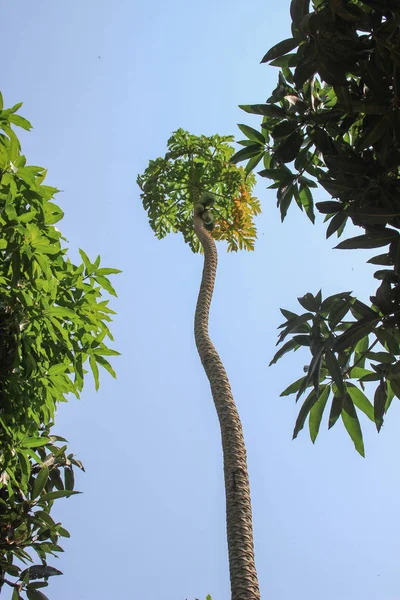 Árbol Muy Alto Con Frutos Papaya Inmaduros Una Fruta Asiática —  Fotos de Stock