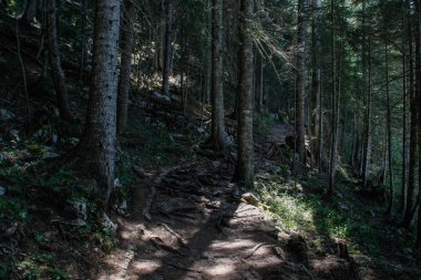 Durmitor Milli Parkı eski çam ormanı, Karadağ. Orman ve ağaç köklerinde yol.