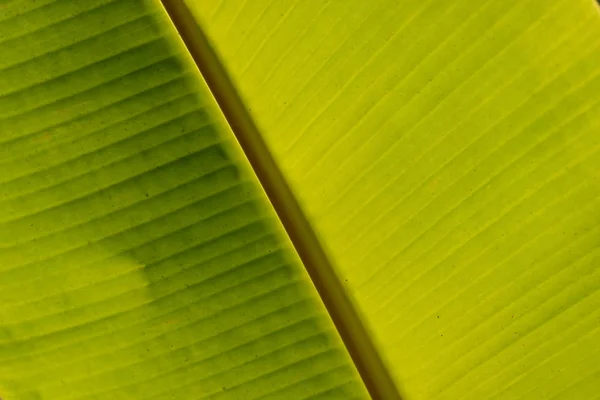 Fundo Ecológico Natural Com Folhas Banana Macro Sol Folhas Banana — Fotografia de Stock
