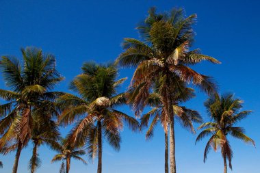 Parlak, güneşli bir gökyüzüne karşı taze yeşil yaprakları olan palmiye ağaçlarının tepeleri. Deniz, sahil, rahatlama ve palmiye ağaçları temalı doğal bir arka plan..