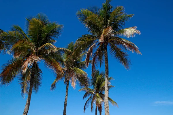 Toppen Palmer Med Färska Gröna Blad Mot Ljus Solig Himmel — Stockfoto