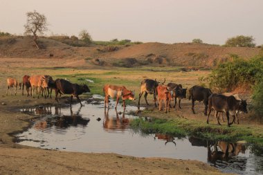 Afrika 'nın Uganda kentinin fakir bir kırsalında bir sığır sürüsü bir tarlada otluyor. Afrika 'da tarım.