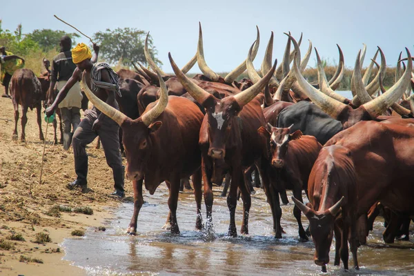 ウガンダのカンパラ 2015年2月17日 長い角を持つ珍しい茶色の肉牛 伝統的にウガンダで栽培された 羊飼いは牛を放牧する — ストック写真