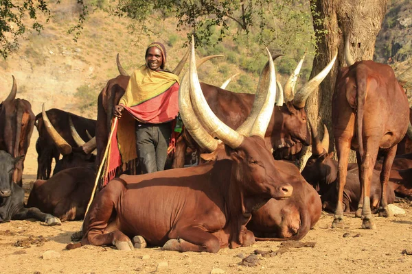 Kampala Uganda Febrero 2015 Vacas Marrones Inusuales Con Cuernos Largos — Foto de Stock