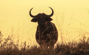 Bufalo, Afrika 'nın en ünlü beş görkemli hayvanından biri. Gün batımında boynuzları büyük bir bufalonun silueti..