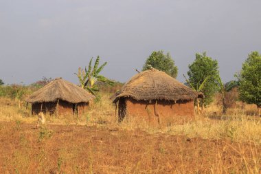 Uganda 'da, kulübelerin ve sazdan çatılardan yapılmış, geleneksel bir Afrika köyü..